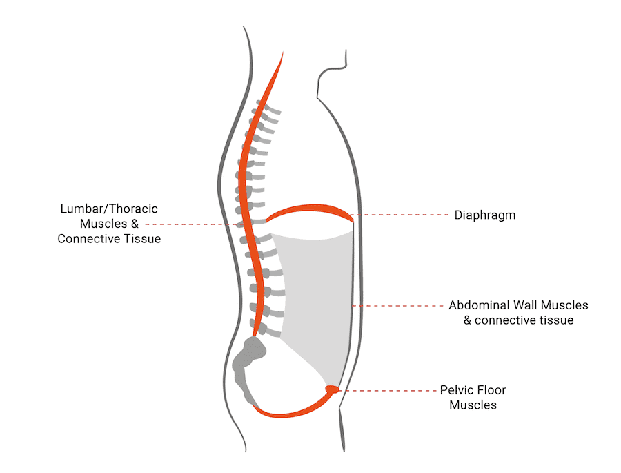 Abdomen diagram