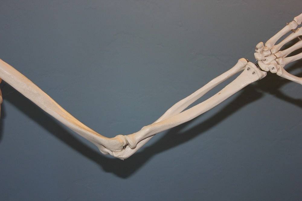 Elbow joint on a skeleton